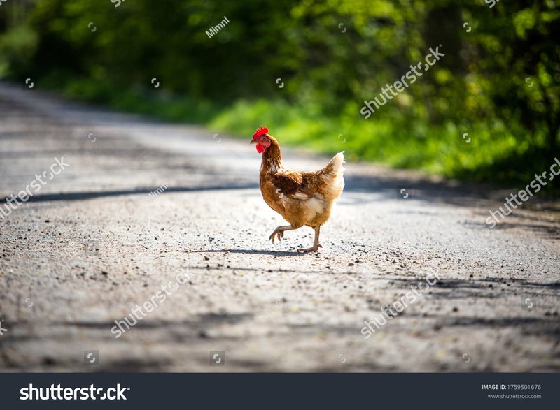 Chicken road online, jugar chicken road