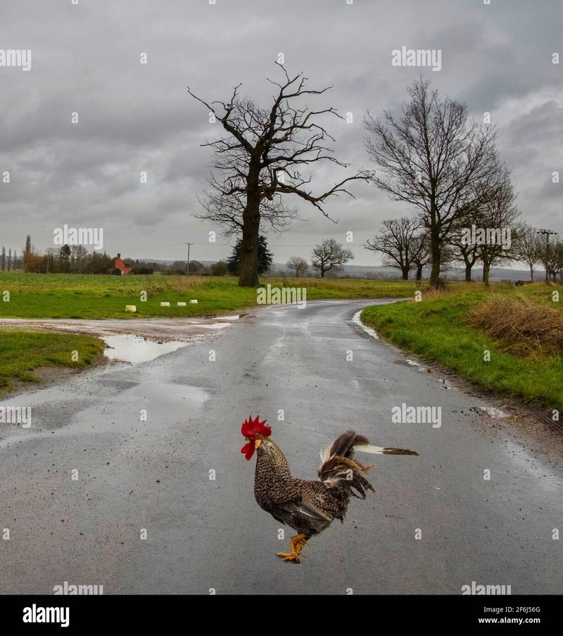 Chicken road game in Netherlands